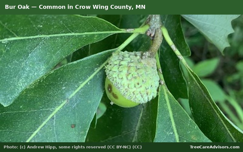 Bur Oak  -  common in Crow Wing County, MN
