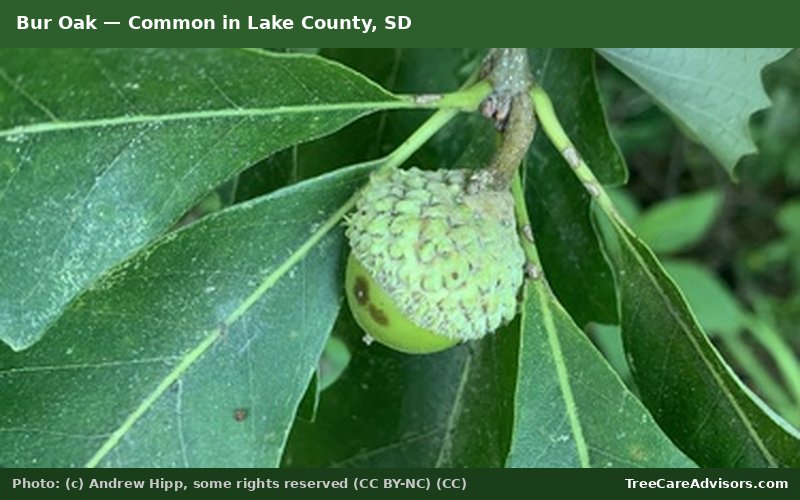 Bur Oak  -  common in Lake County, SD