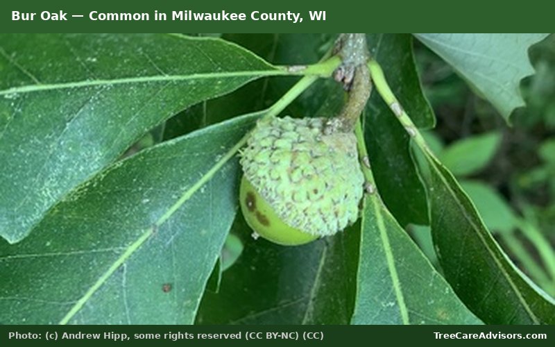 Bur Oak  -  common in Milwaukee County, WI