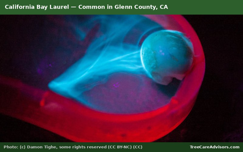 California Bay Laurel  -  common in Glenn County, CA