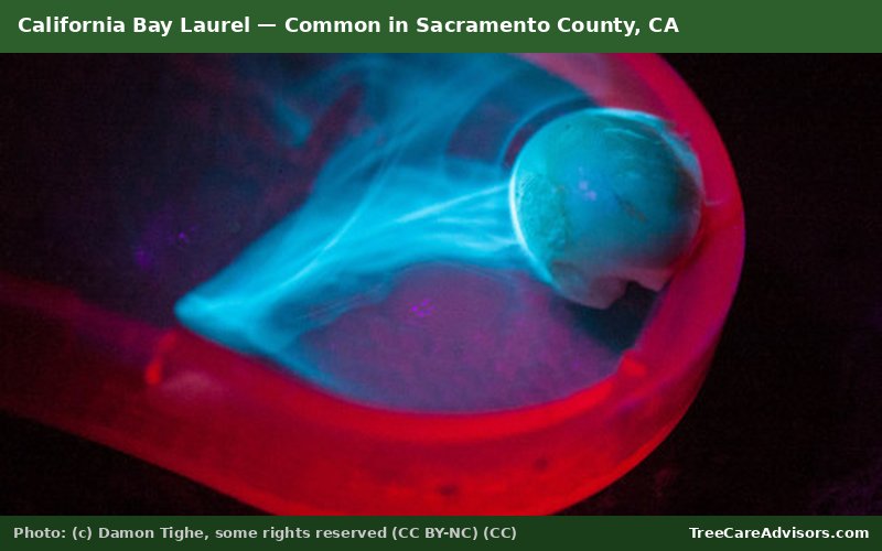 California Bay Laurel  -  common in Sacramento County, CA
