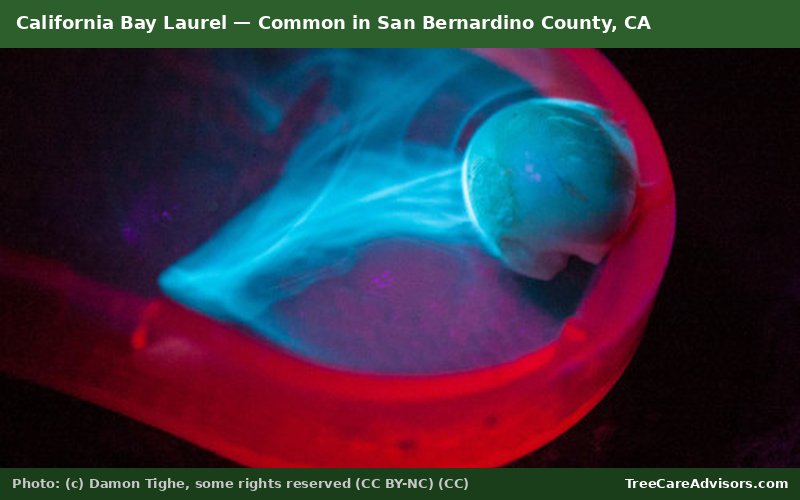 California Bay Laurel  -  common in San Bernardino County, CA