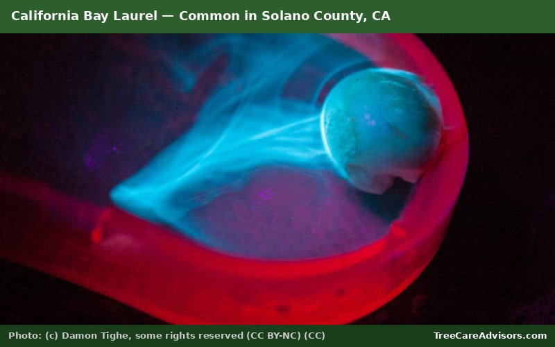 California Bay Laurel  -  common in Solano County, CA