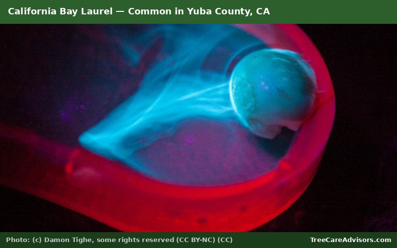 California Bay Laurel  -  common in Yuba County, CA