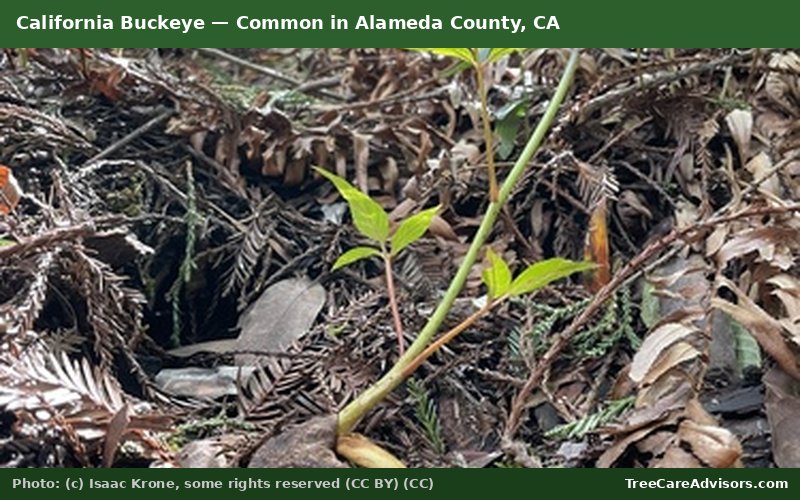 California Buckeye  -  common in Alameda County, CA