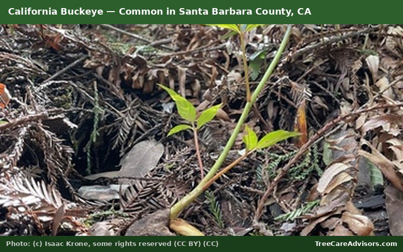 California Buckeye  -  common in Santa Barbara County, CA