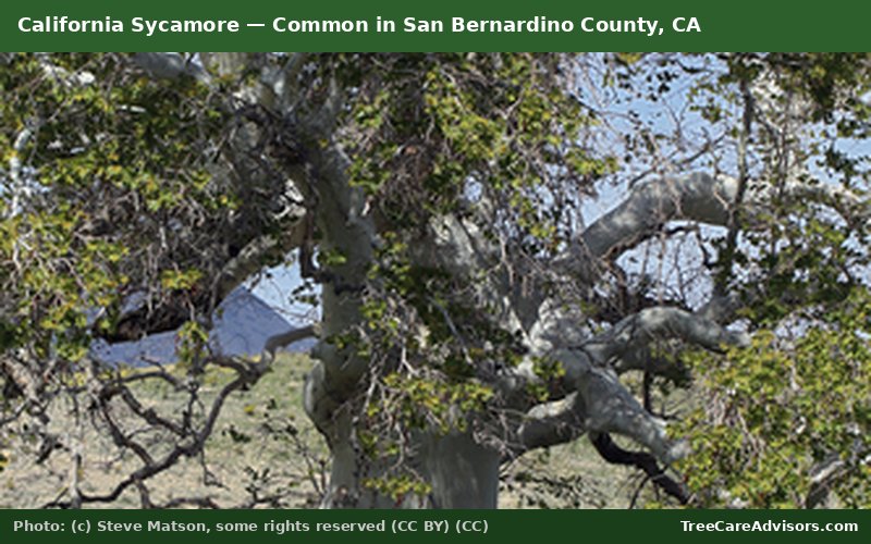 California Sycamore  -  common in San Bernardino County, CA