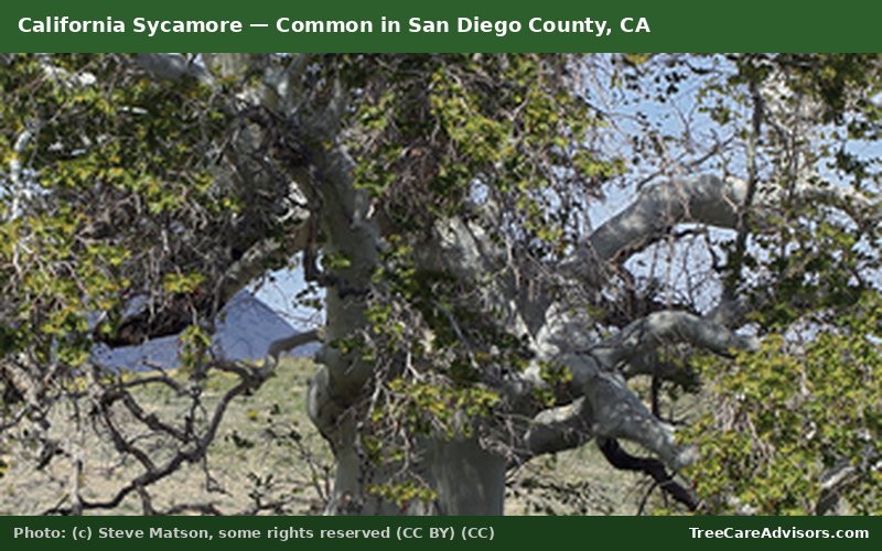 California Sycamore  -  common in San Diego County, CA