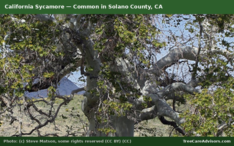 California Sycamore  -  common in Solano County, CA