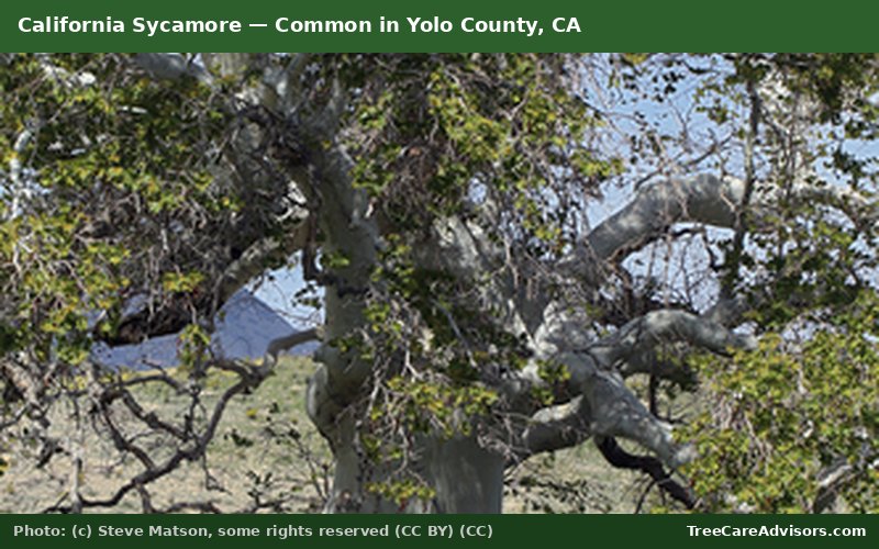 California Sycamore  -  common in Yolo County, CA