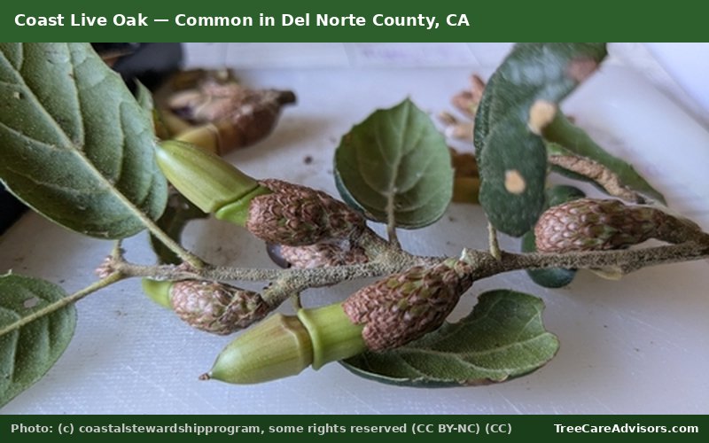 Coast Live Oak  -  common in Del Norte County, CA