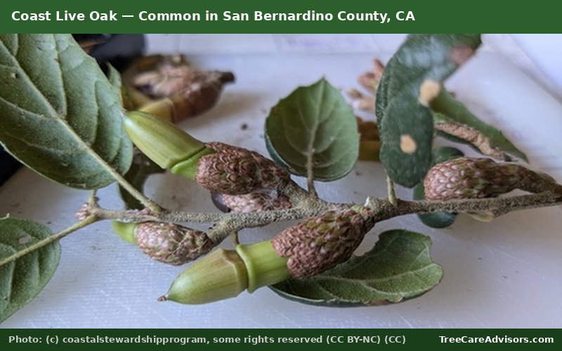 Coast Live Oak  -  common in San Bernardino County, CA
