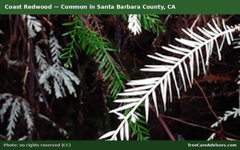 Coast Redwood  -  common in Santa Barbara County, CA