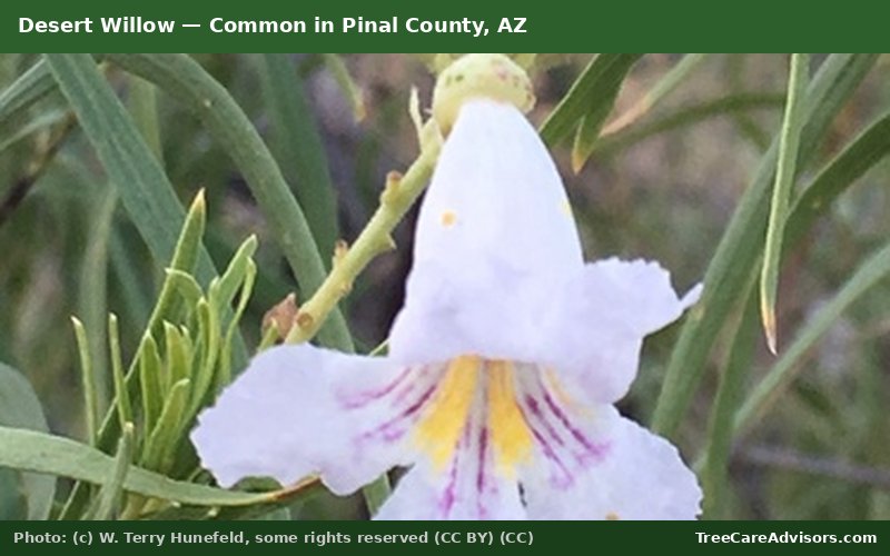 Desert Willow  -  common in Pinal County, AZ