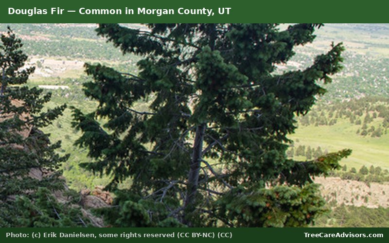 Douglas Fir  -  common in Morgan County, UT