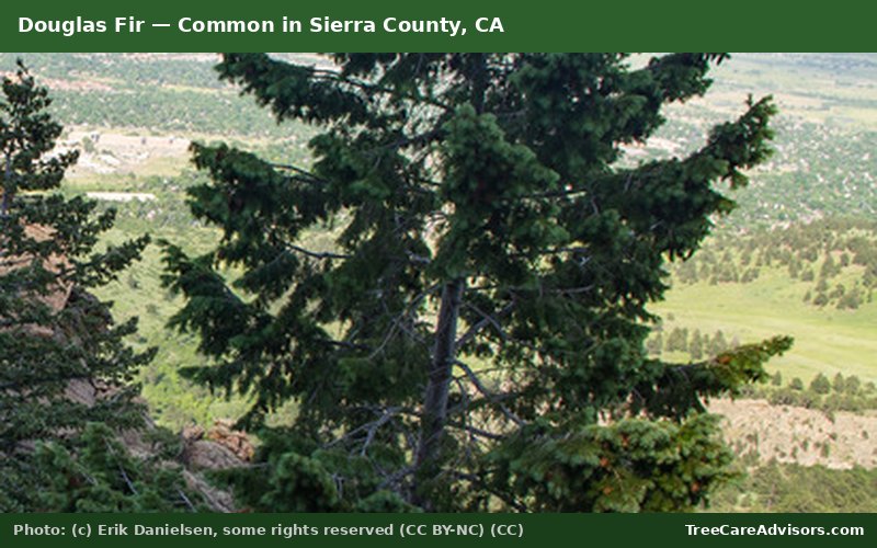 Douglas Fir  -  common in Sierra County, CA