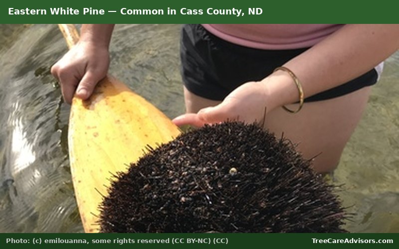 Eastern White Pine  -  common in Cass County, ND