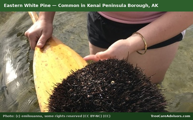 Eastern White Pine  -  common in Kenai Peninsula Borough, AK