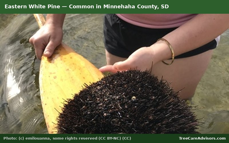 Eastern White Pine  -  common in Minnehaha County, SD