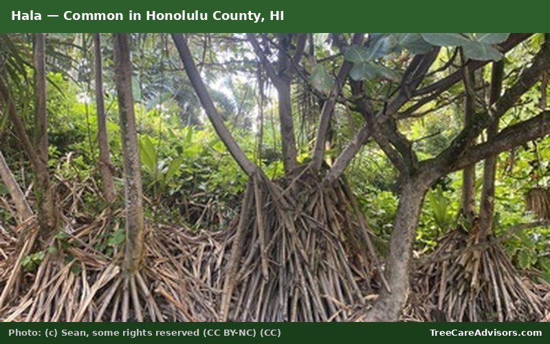 Hala  -  common in Honolulu County, HI