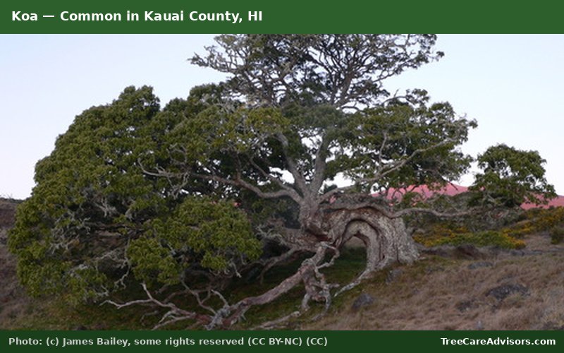 Koa  -  common in Kauai County, HI