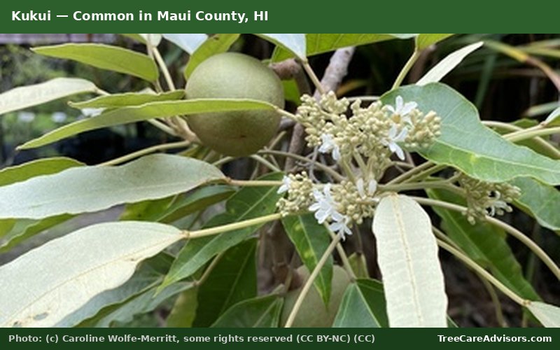 Kukui  -  common in Maui County, HI