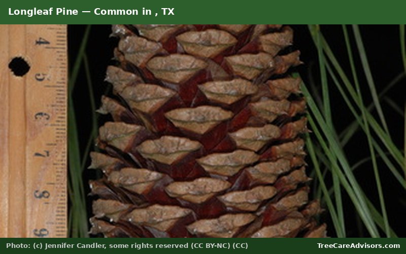 Longleaf Pine  -  common in , TX