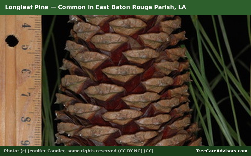 Longleaf Pine  -  common in East Baton Rouge Parish, LA