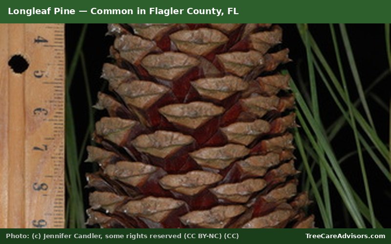 Longleaf Pine  -  common in Flagler County, FL