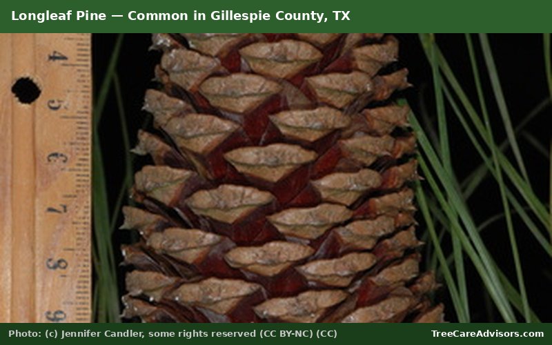 Longleaf Pine  -  common in Gillespie County, TX