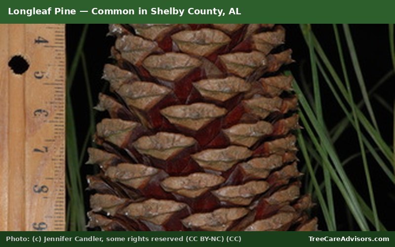 Longleaf Pine  -  common in Shelby County, AL