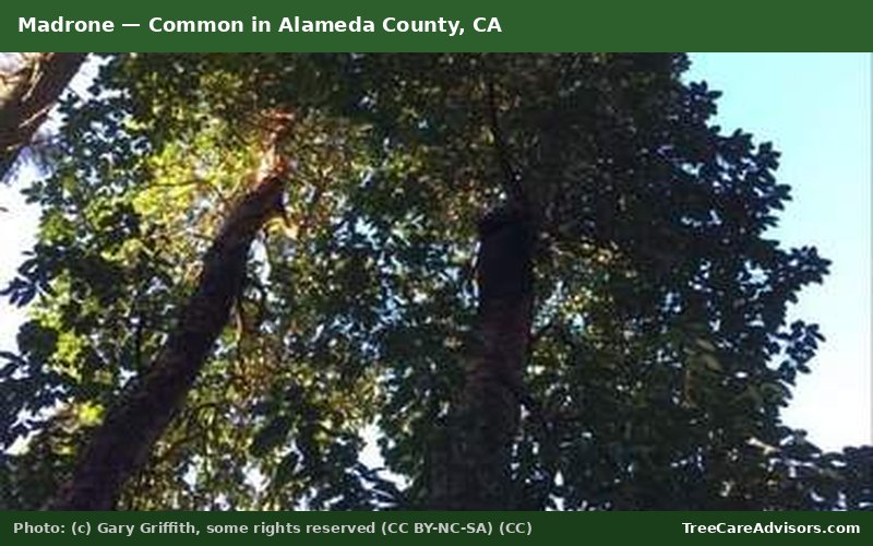 Madrone  -  common in Alameda County, CA