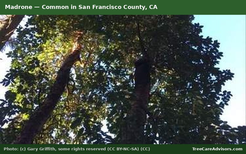 Madrone  -  common in San Francisco County, CA