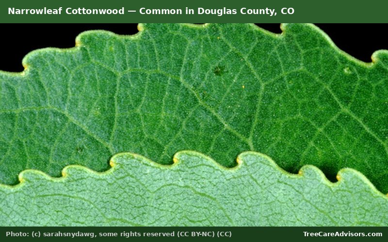 Narrowleaf Cottonwood  -  common in Douglas County, CO