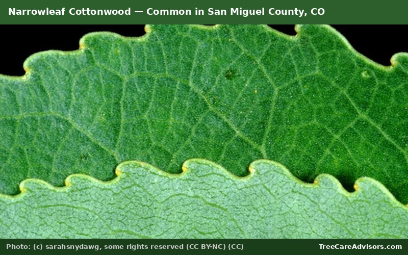 Narrowleaf Cottonwood  -  common in San Miguel County, CO