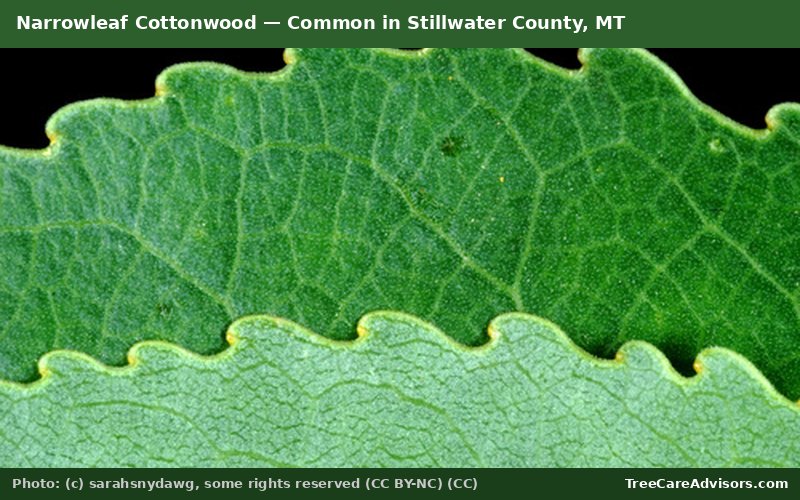 Narrowleaf Cottonwood  -  common in Stillwater County, MT