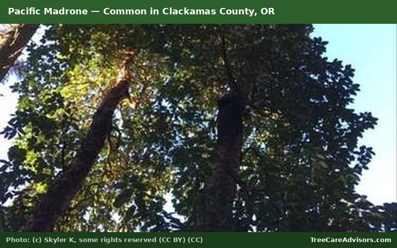 Pacific Madrone  -  common in Clackamas County, OR