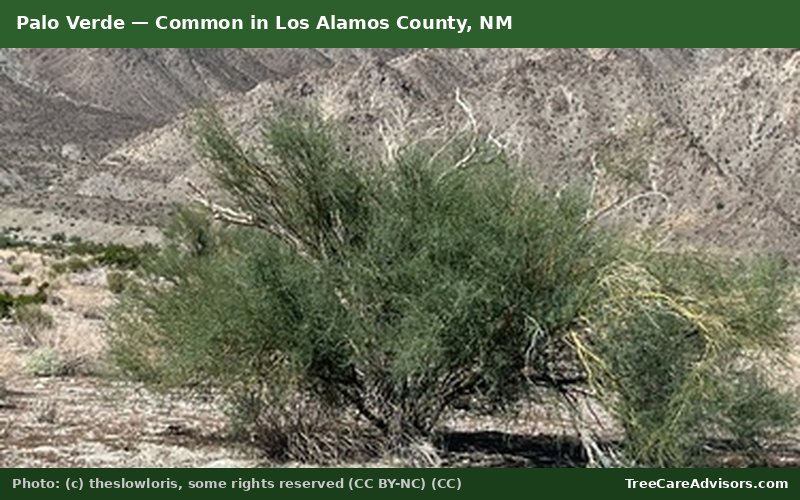 Palo Verde  -  common in Los Alamos County, NM