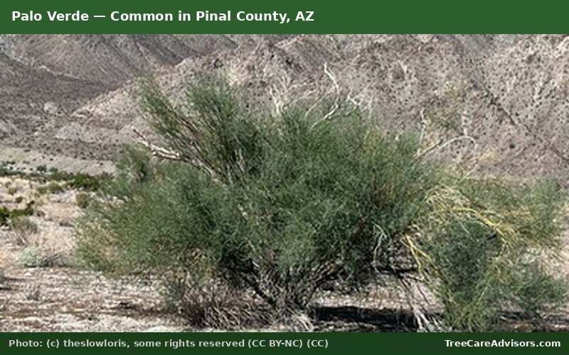 Palo Verde  -  common in Pinal County, AZ