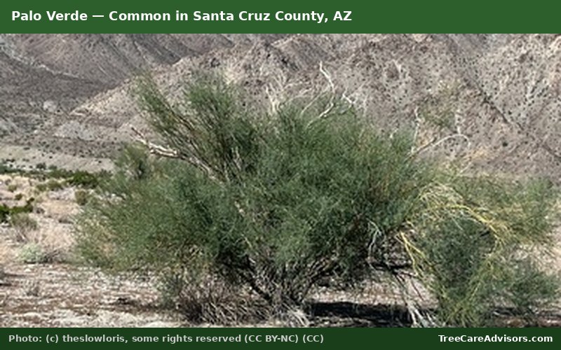 Palo Verde  -  common in Santa Cruz County, AZ