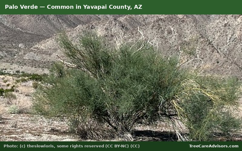 Palo Verde  -  common in Yavapai County, AZ