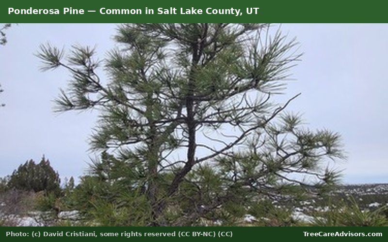 Ponderosa Pine  -  common in Salt Lake County, UT