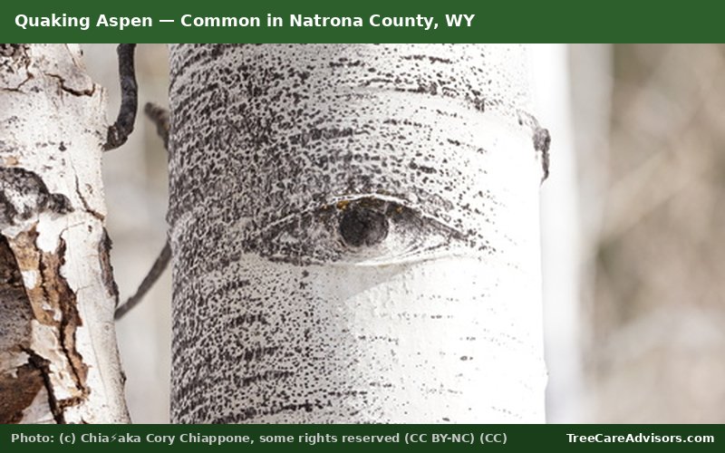 Quaking Aspen  -  common in Natrona County, WY