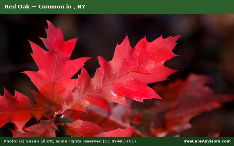Red Oak  -  common in , NY