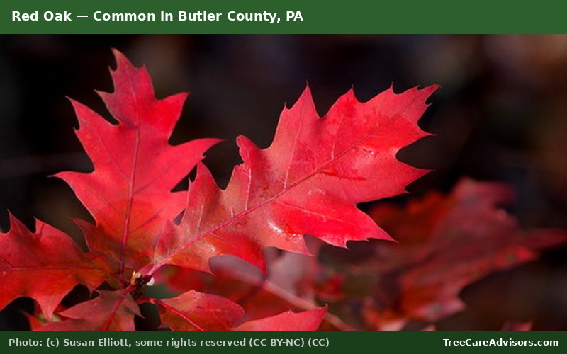 Red Oak  -  common in Butler County, PA
