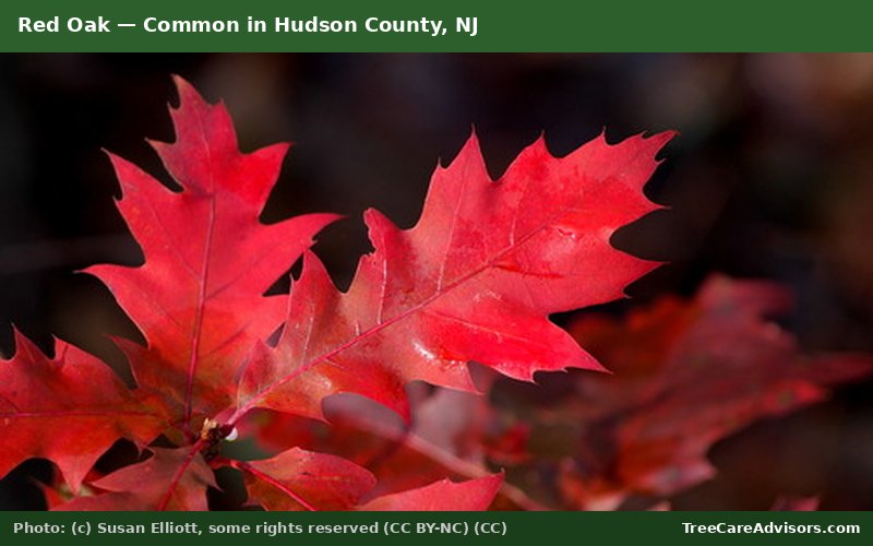 Red Oak  -  common in Hudson County, NJ