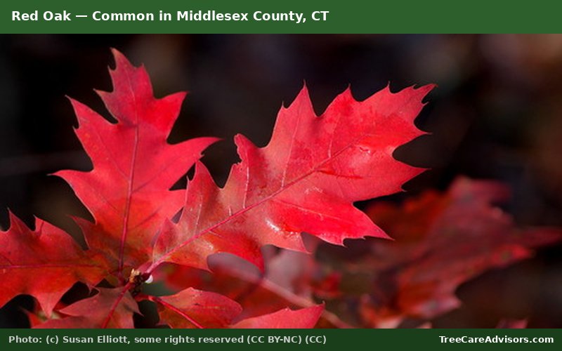 Red Oak  -  common in Middlesex County, CT