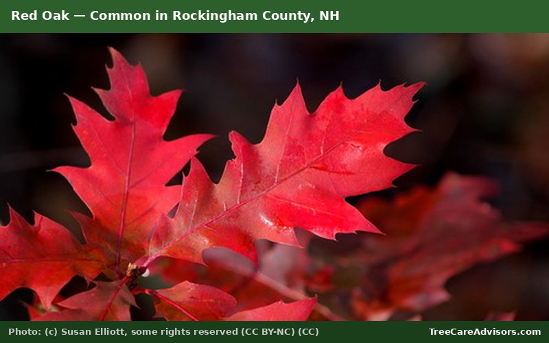 Red Oak  -  common in Rockingham County, NH