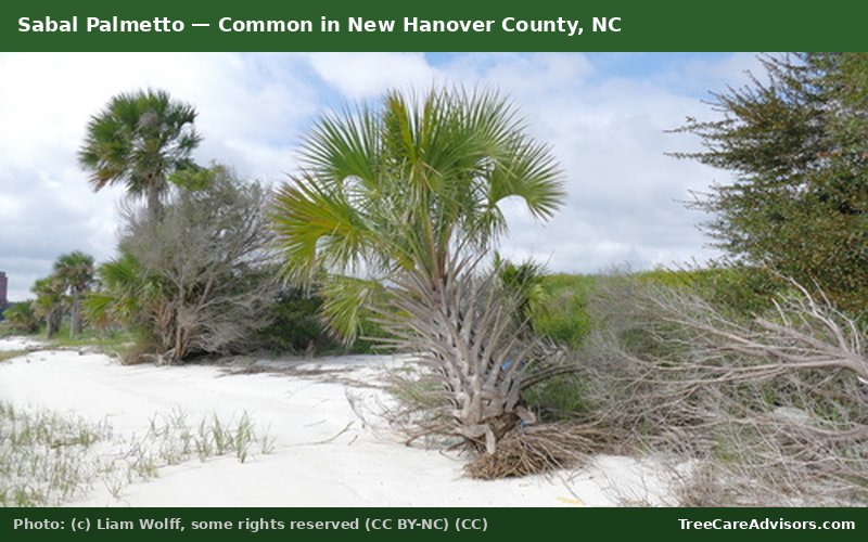 Sabal Palmetto  -  common in New Hanover County, NC