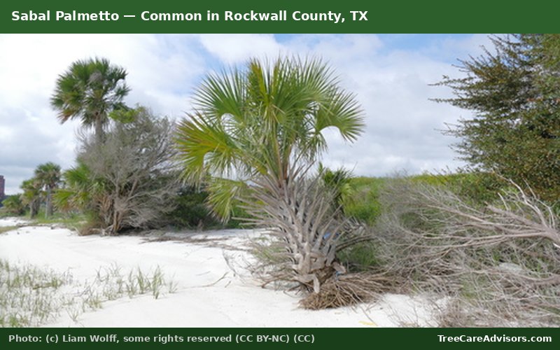 Sabal Palmetto  -  common in Rockwall County, TX